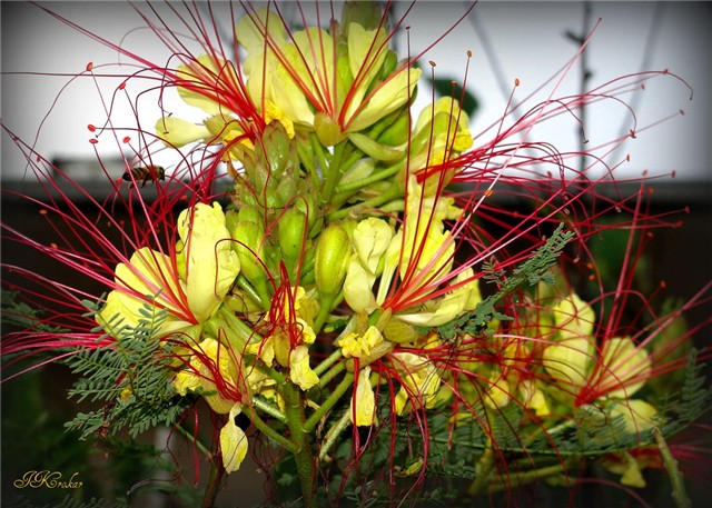 caesalpinia 2